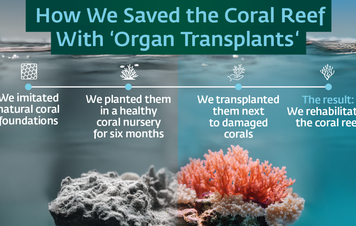 how we saved the coral reef