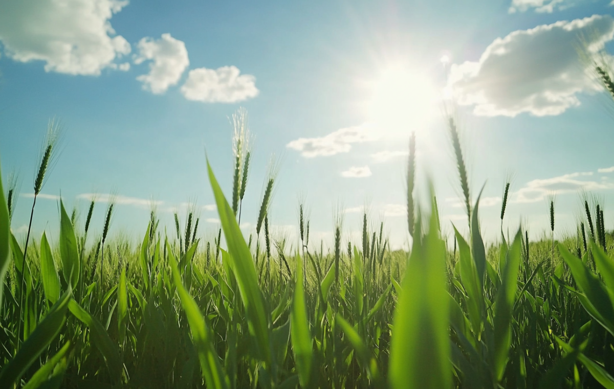 BIU Research Targets Eco-Friendly Alternatives to Pesticides