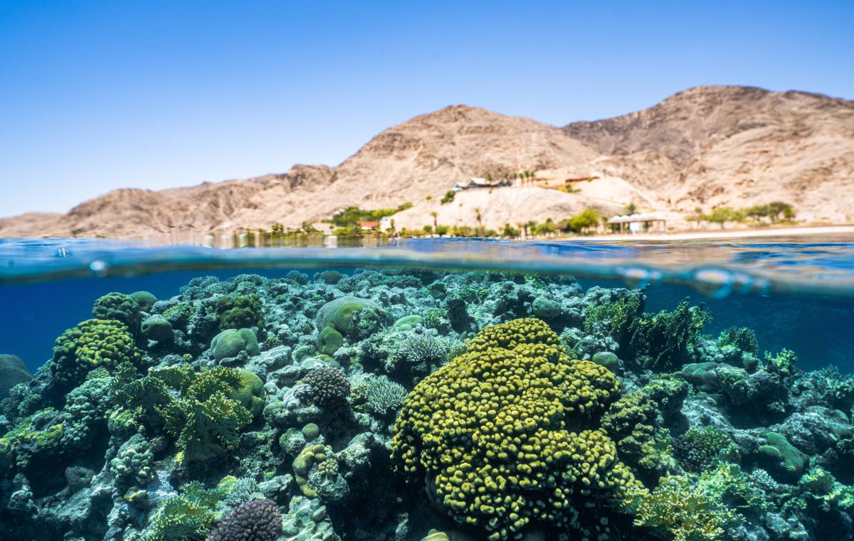 Natural habitat of Cassiopea andromeda in the Gulf of Aqaba (Eilat). Photo credit Meron Segev